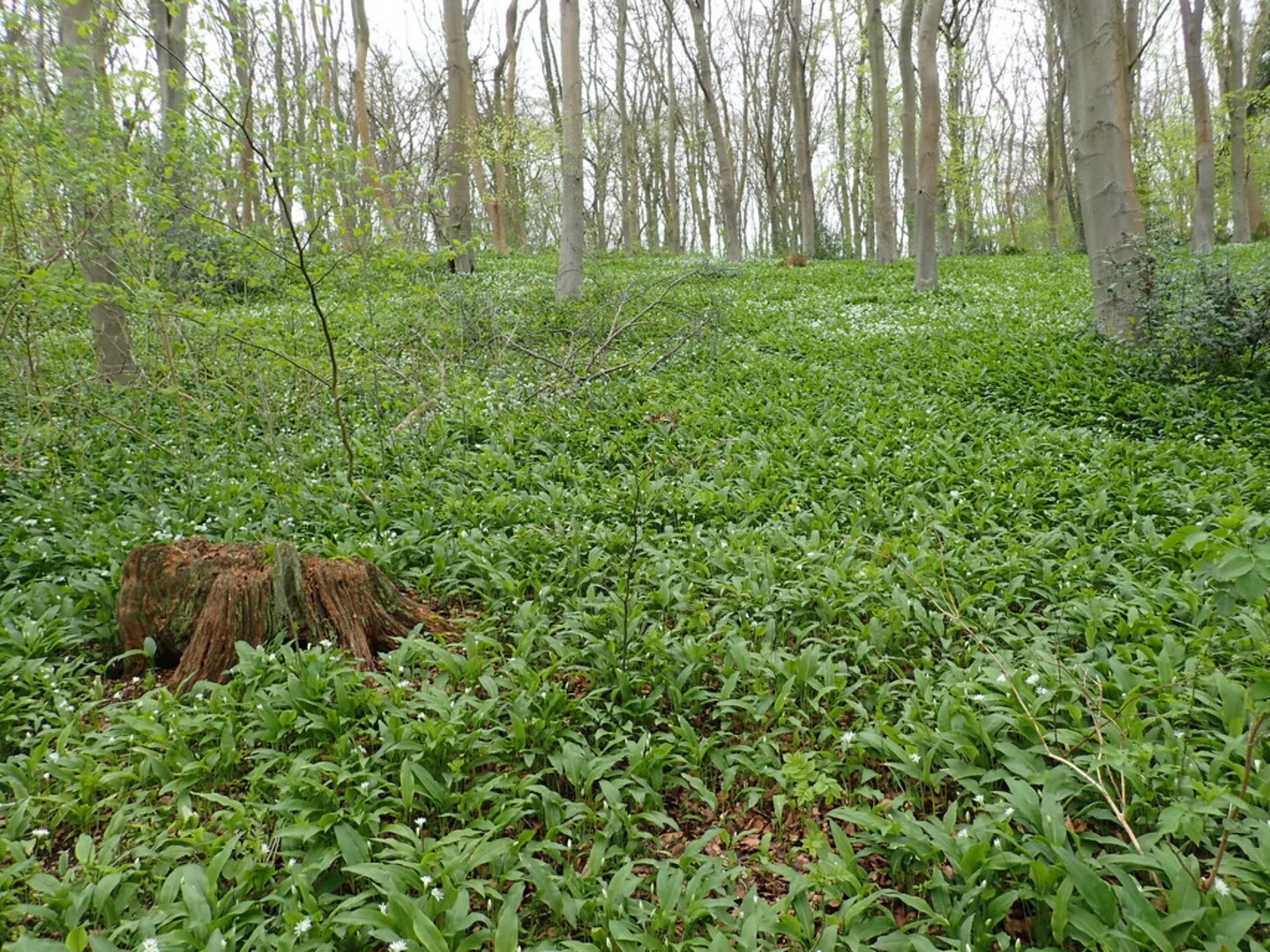 An image depicting the trail Bottom Plantation and Nut Wood Loop and its surrounding area.