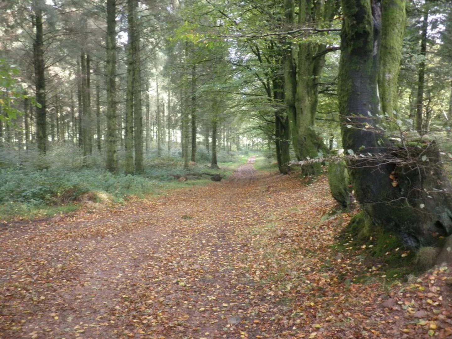 An image depicting the trail Lydeard Hill Loop and its surrounding area.