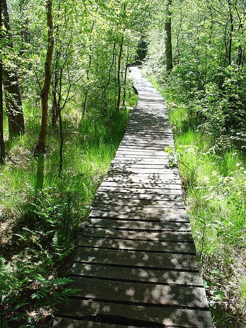 An image depicting the trail Meeuwenplas, Witteveen and Lheebroekerzand Loop and its surrounding area.