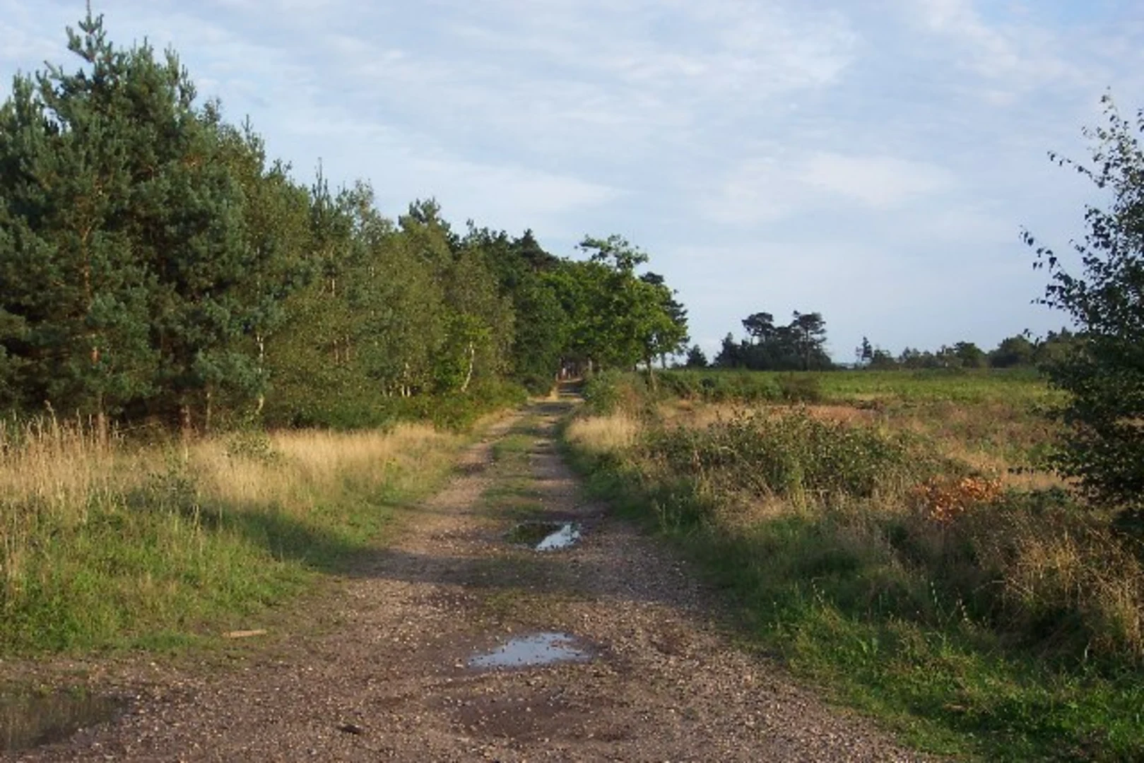 An image depicting the trail Pirbright Common, Normandy Hill, Pit Hill, Scrap Hill and Emperor's Hill Loop and its surrounding area.