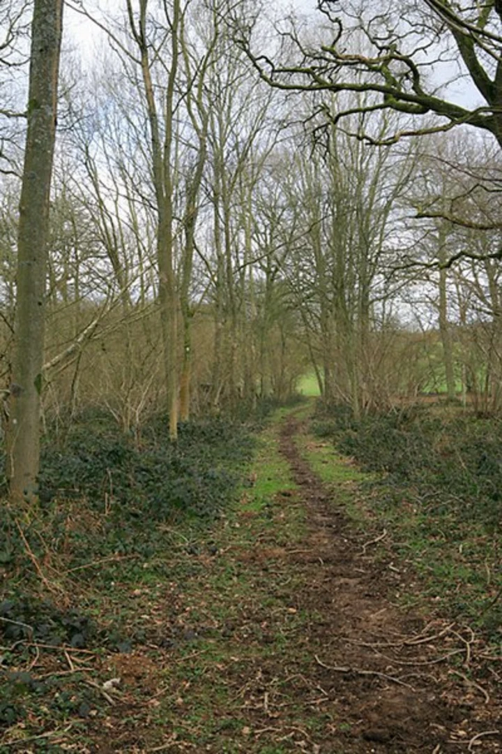 An image depicting the trail Hoplands Estate and Parnholt Wood Loop - King's Somborne and its surrounding area.