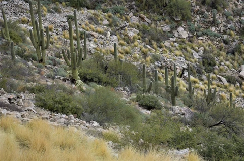 An image depicting the trail Bellota Trail and its surrounding area.