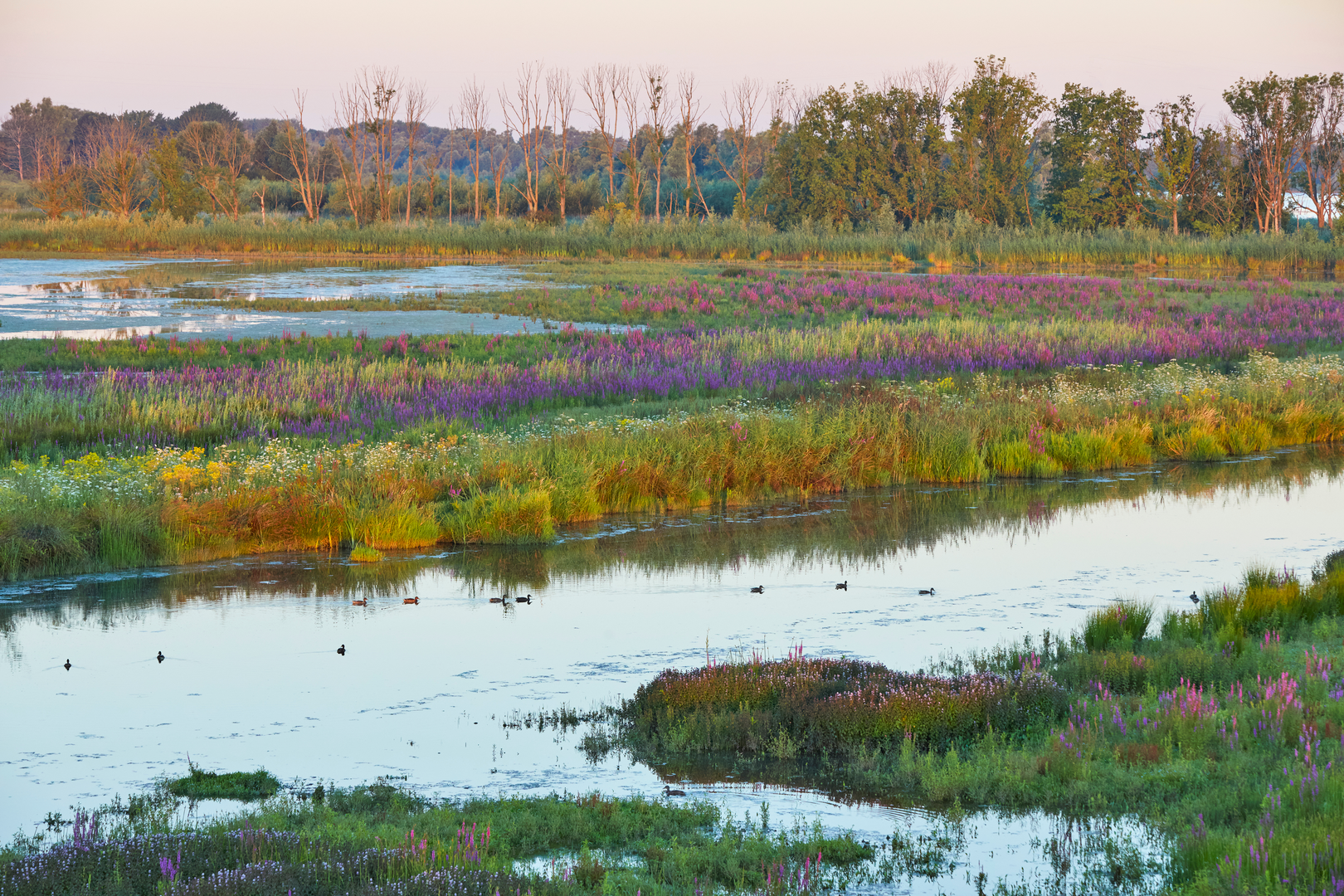 An image depicting the trail Jacominaplaat via Deeneplaat Weg and its surrounding area.