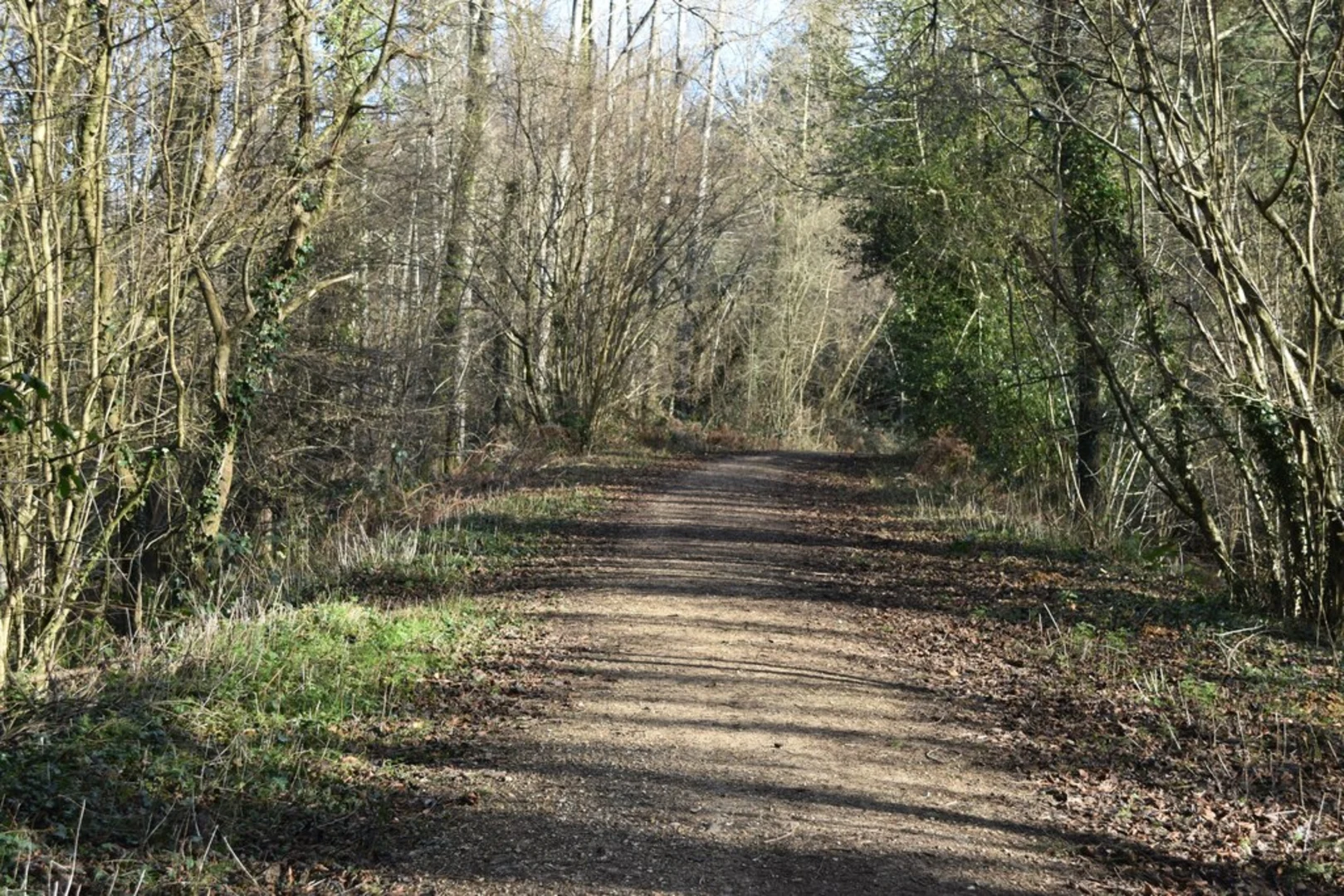 An image depicting the trail Longham Lakes, Ferndown Forest and Cannon Hill Plantation Loop and its surrounding area.
