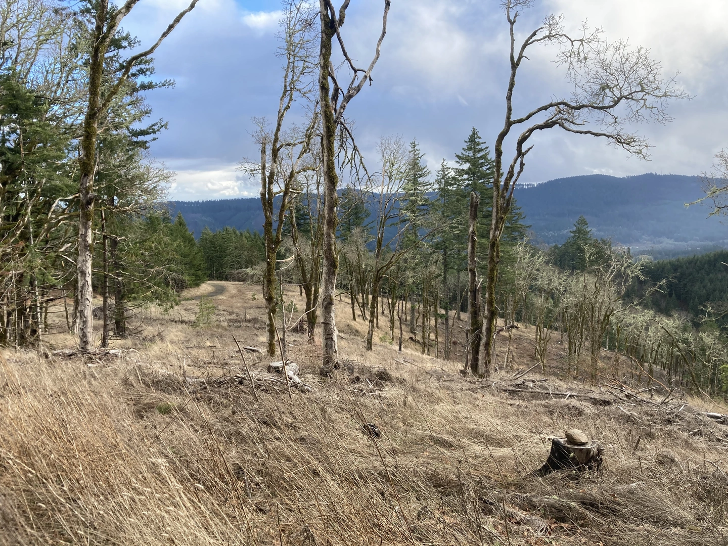 An image depicting the trail Scout Trail and its surrounding area.
