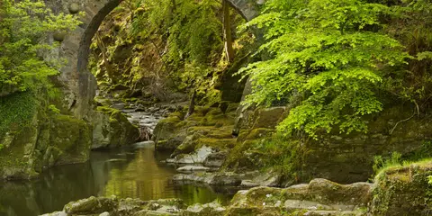 An image depicting the trail Tollymore Forest Mountain Trail and its surrounding area.