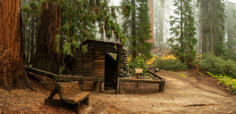 Sherman Tree, Congress and Washington Tree Loop Trail