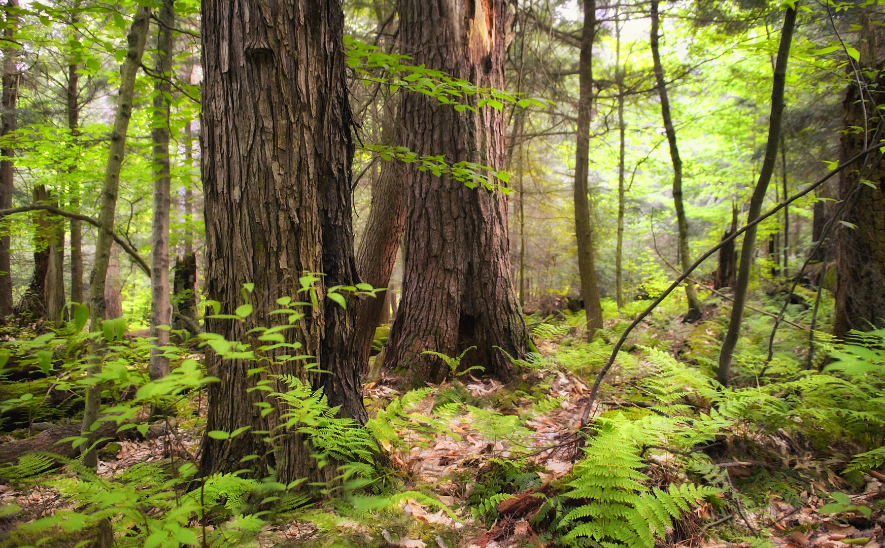 An image depicting the trail Hearts Content - Tom’s Run Trail and its surrounding area.