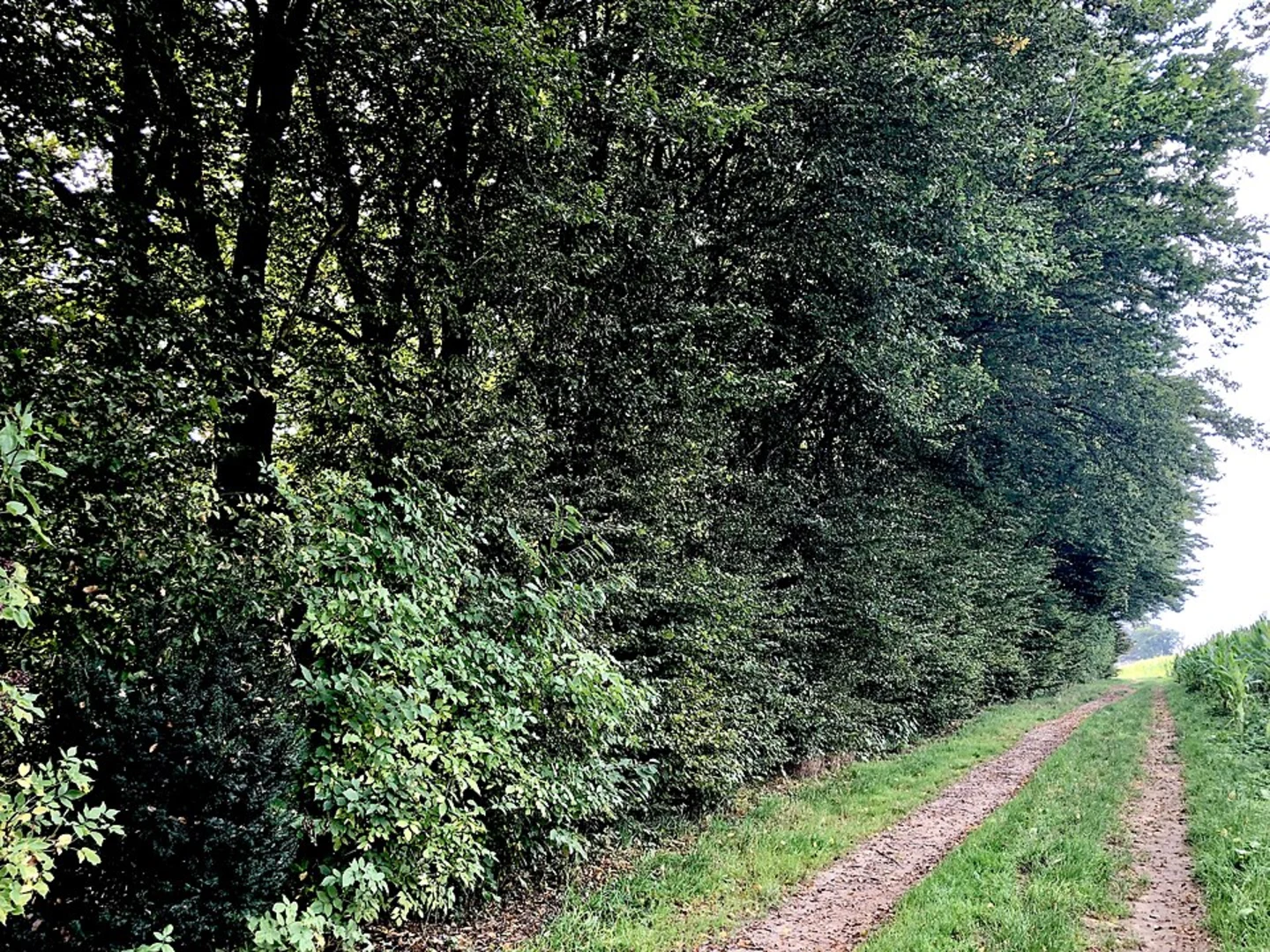 An image depicting the trail Lennep Loop and its surrounding area.