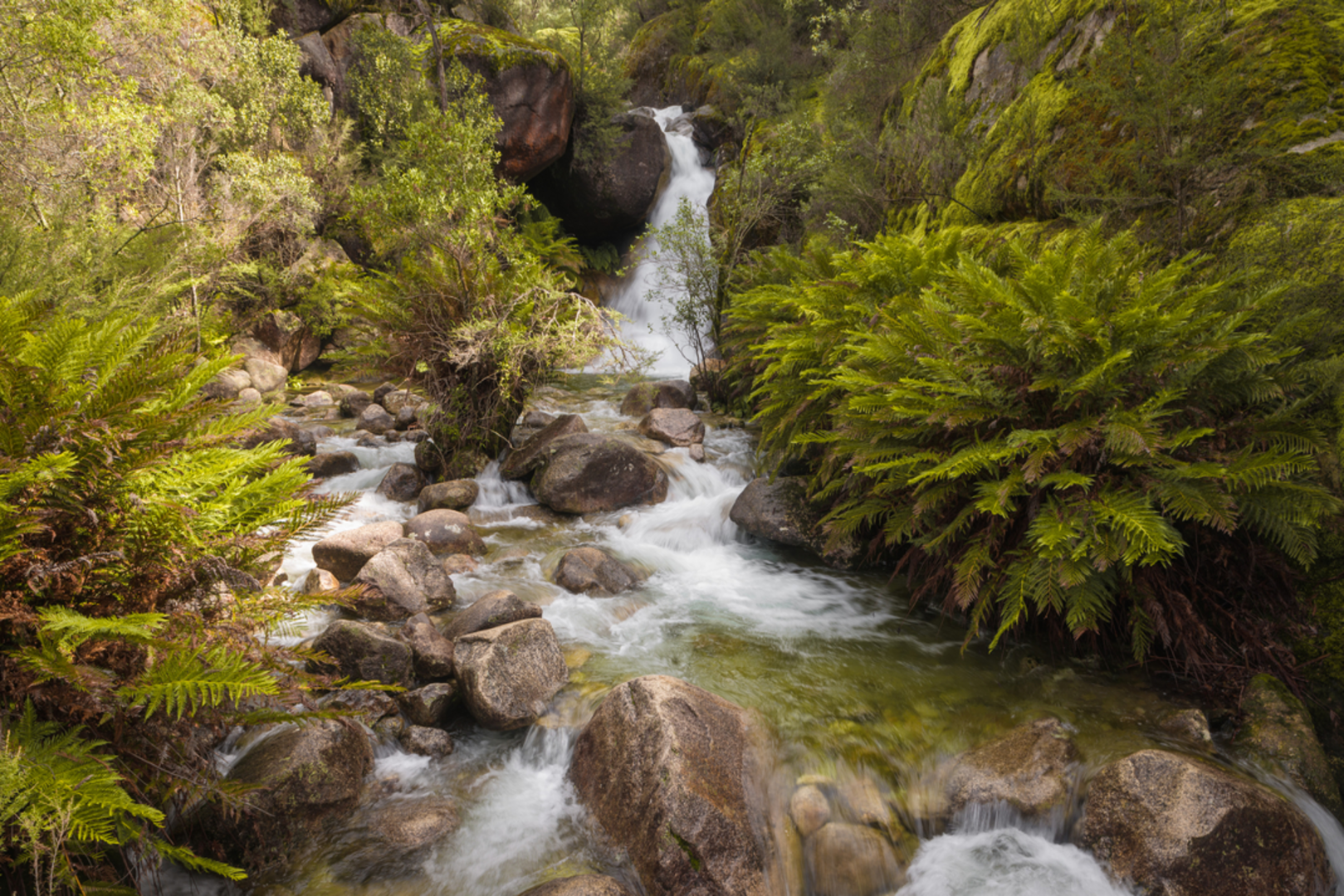 An image depicting the trail The Big Walk and its surrounding area.