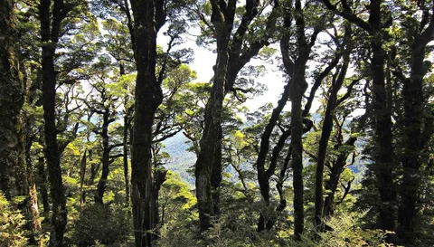 Clements Mill Road to Boyd Hut via Oamaru Hut