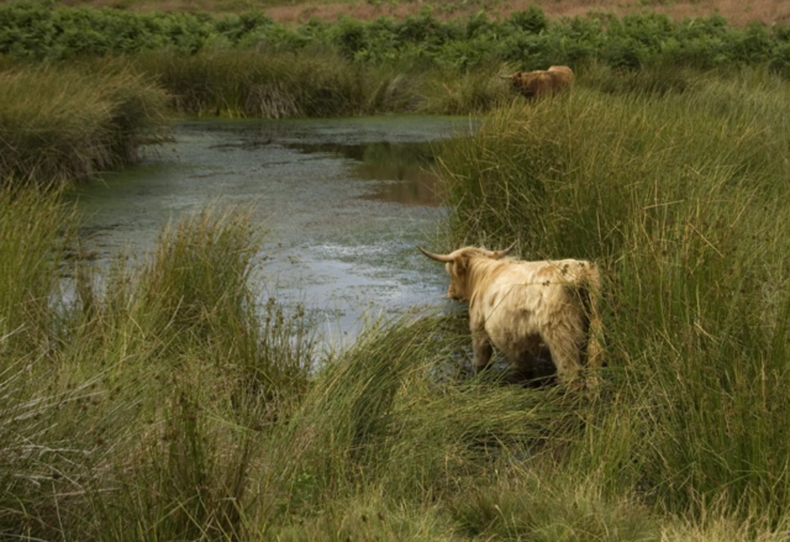 An image depicting the trail Dundale Griff and Levisham Beck and its surrounding area.