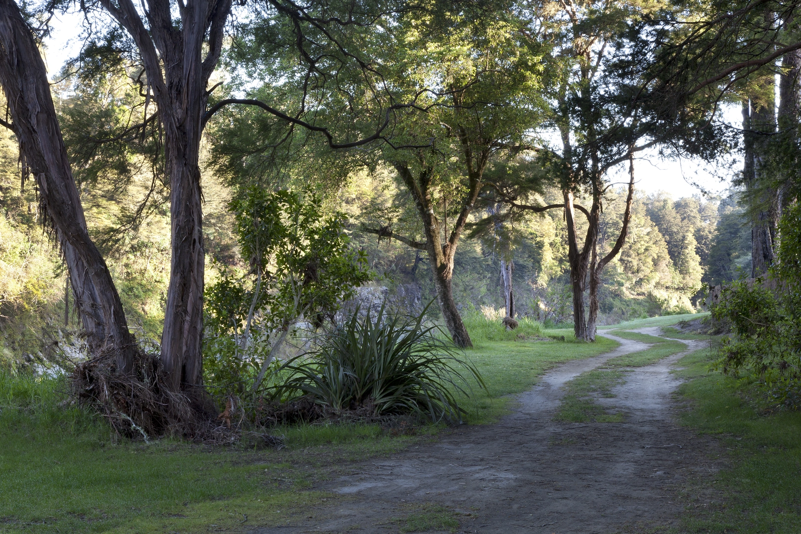 An image depicting the trail Pelorus Bridge Trail and its surrounding area.
