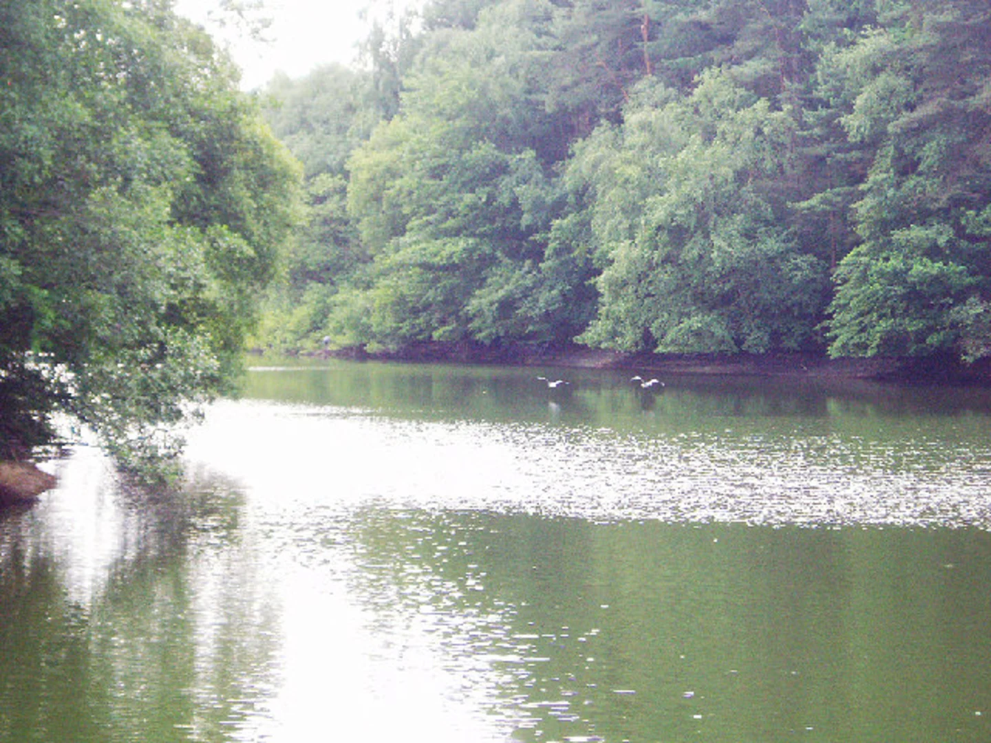 An image depicting the trail Ardingly Reservoir Short Walk and its surrounding area.