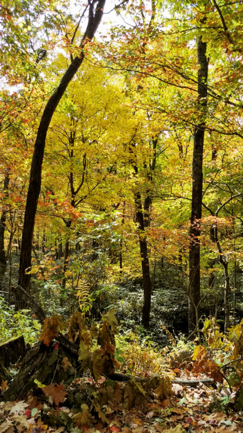 An image depicting the trail West Fork Trail via Bartram Trail and its surrounding area.