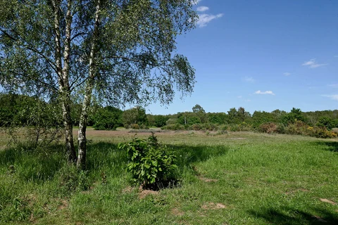 An image depicting the trail Highgate Common Loop and its surrounding area.