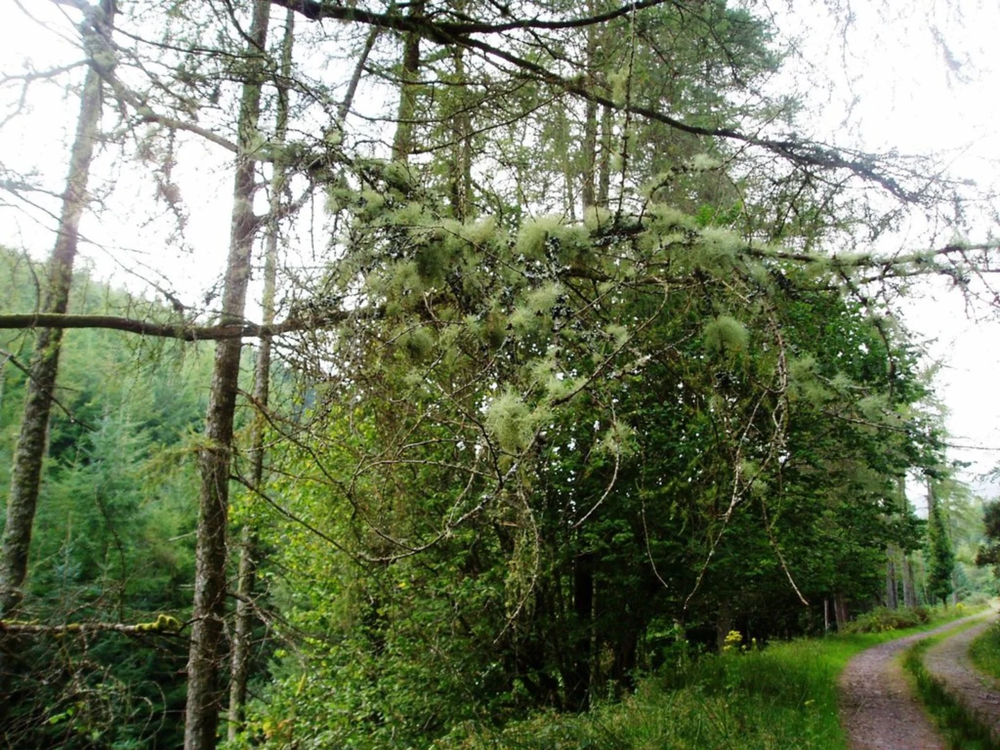 An image depicting the trail Galtymore via Glangarra Wood and its surrounding area.