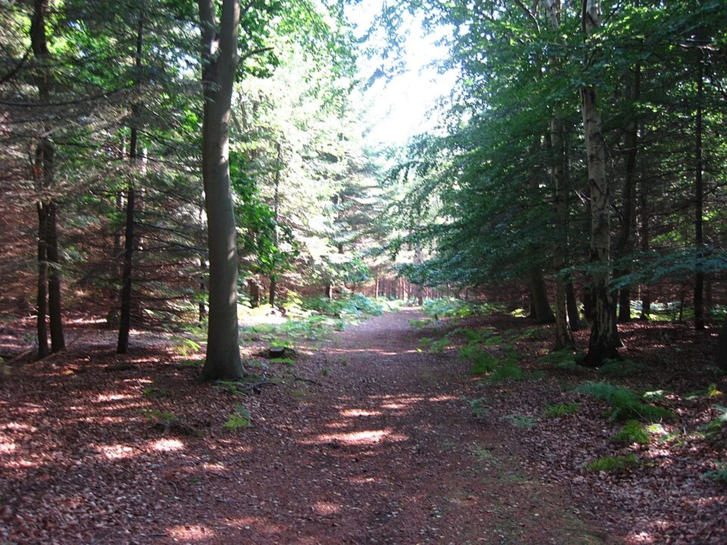 An image depicting the trail Rendlesham Forest Circular Walk and its surrounding area.