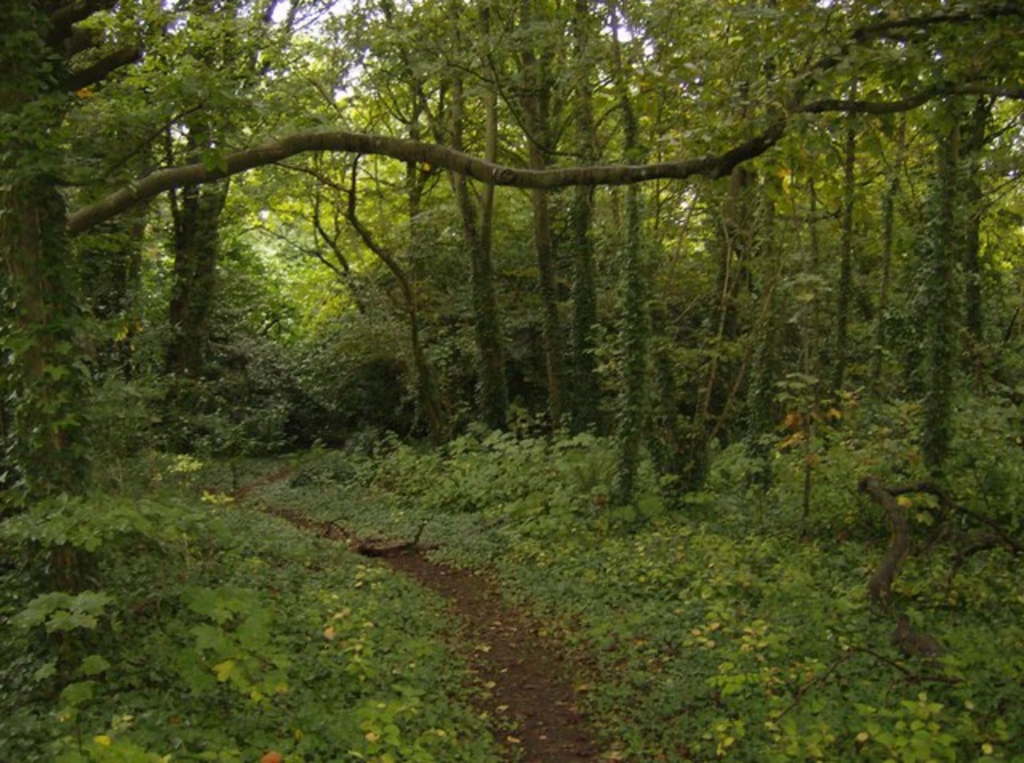 An image depicting the trail Crangies, Harelane Plantation and Gurnard Bay Walk and its surrounding area.
