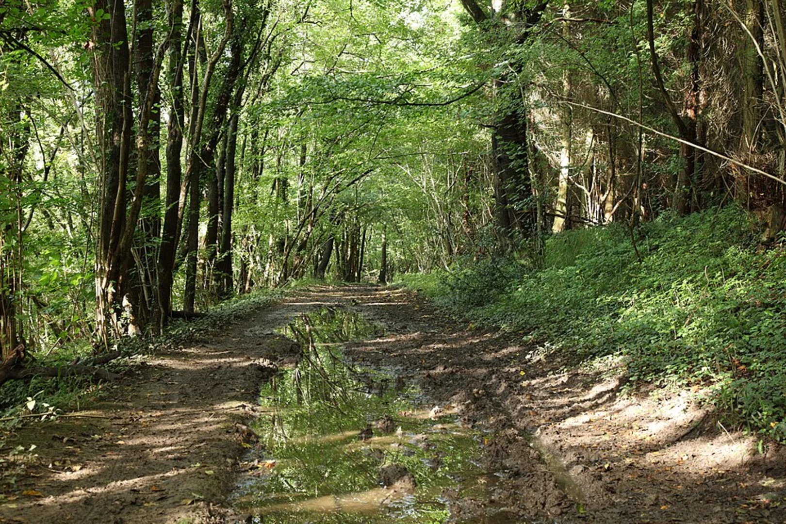 An image depicting the trail Collet's Bottom Wood and Rudloe Wood Loop and its surrounding area.