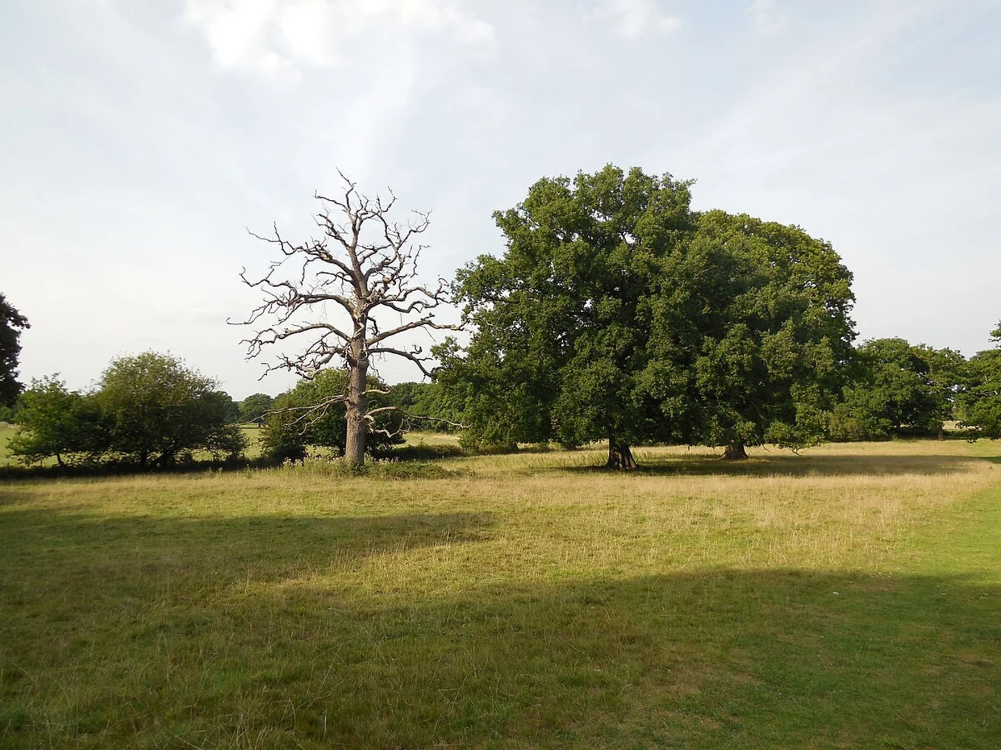 An image depicting the trail Hatchlands Park Loop and its surrounding area.