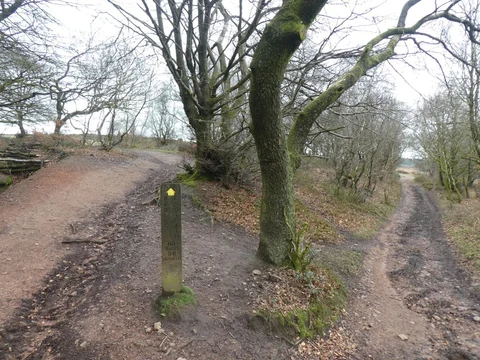 An image depicting the trail Bagborough Plantation, Wills Neck and Great Hill Loop and its surrounding area.