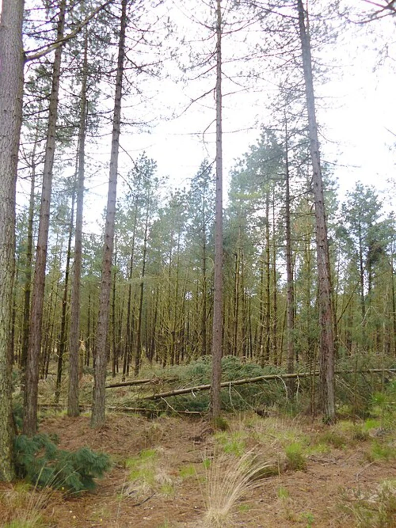 An image depicting the trail Wareham St Martin Country Park and its surrounding area.