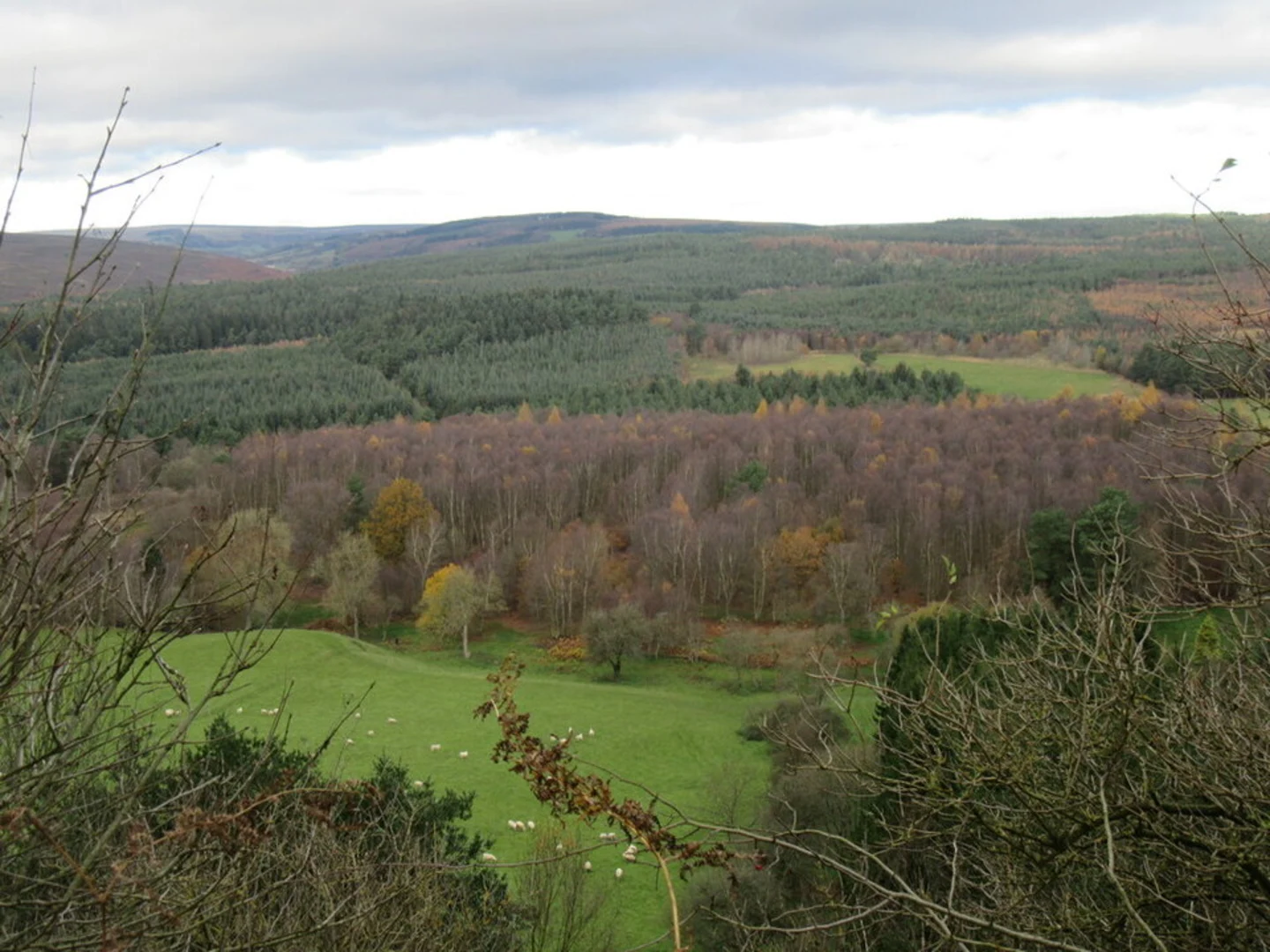 An image depicting the trail Cropton Forest and its surrounding area.