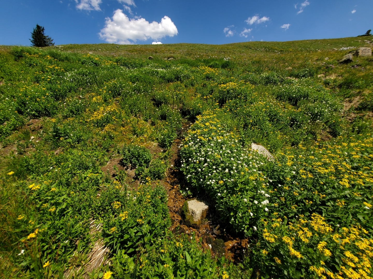 An image depicting the trail Woodland Lake via Devil's Thumb Trail and its surrounding area.