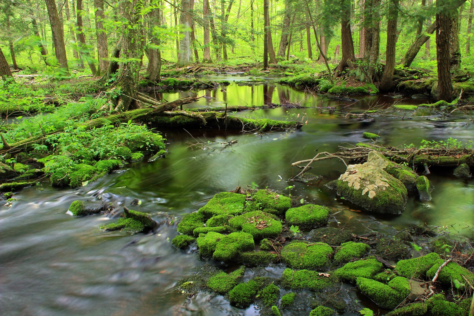 An image depicting the trail Thunder Swamp Trail Loop - Lake Minisink and its surrounding area.
