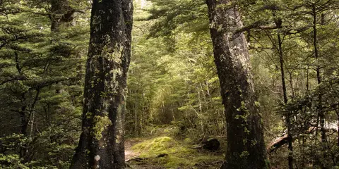 Red Pine and Wooded Gully Track