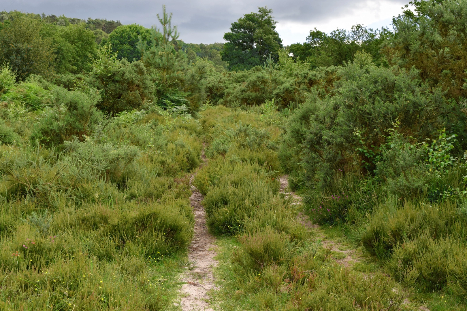 An image depicting the trail Gibbet Hill and the Devil's Punch Bowl from Haslemere and its surrounding area.