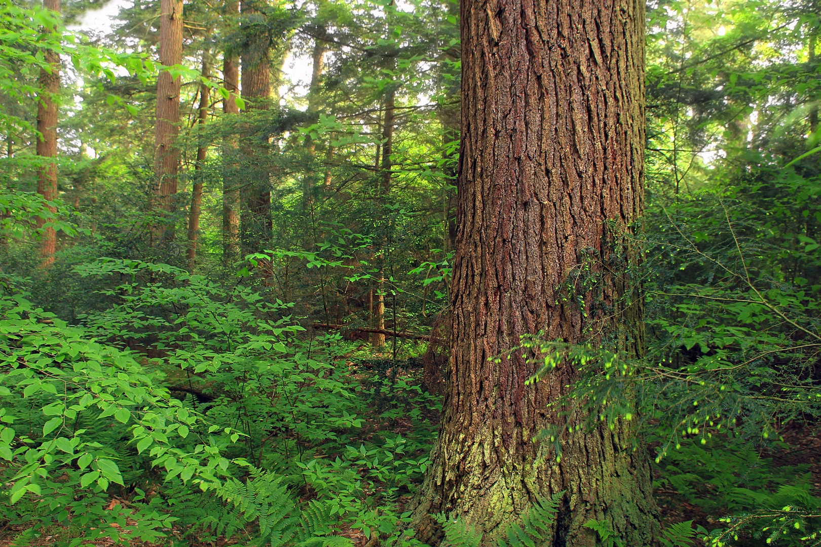 An image depicting the trail Hearts Content and Toms Run Trail and its surrounding area.