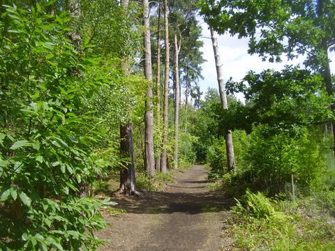 An image depicting the trail Harlestone Firs and Dallington Heath Loop and its surrounding area.