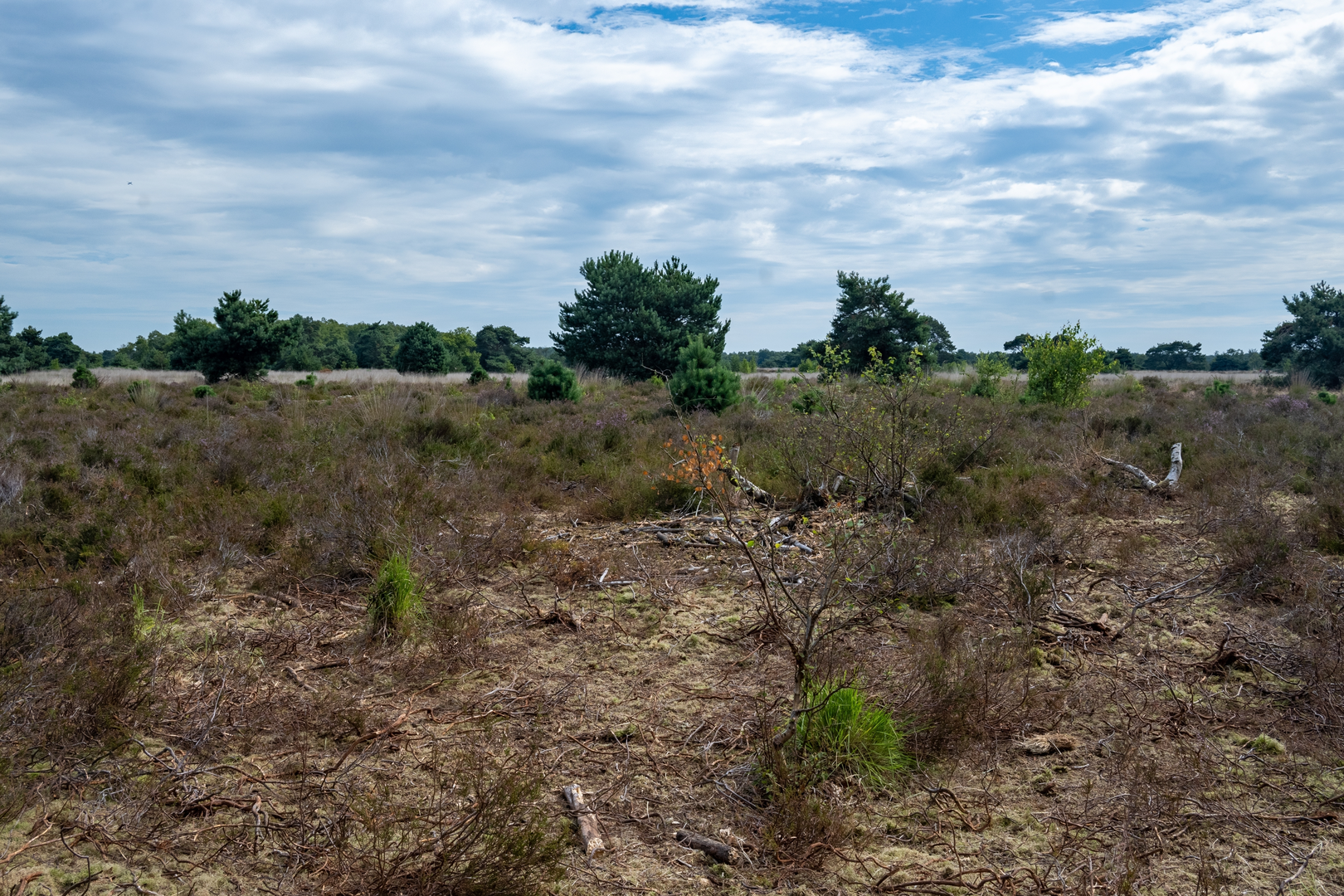 An image depicting the trail Het Vennenbos, Cartierheide, De Goorloop and Kromvenne Loop and its surrounding area.