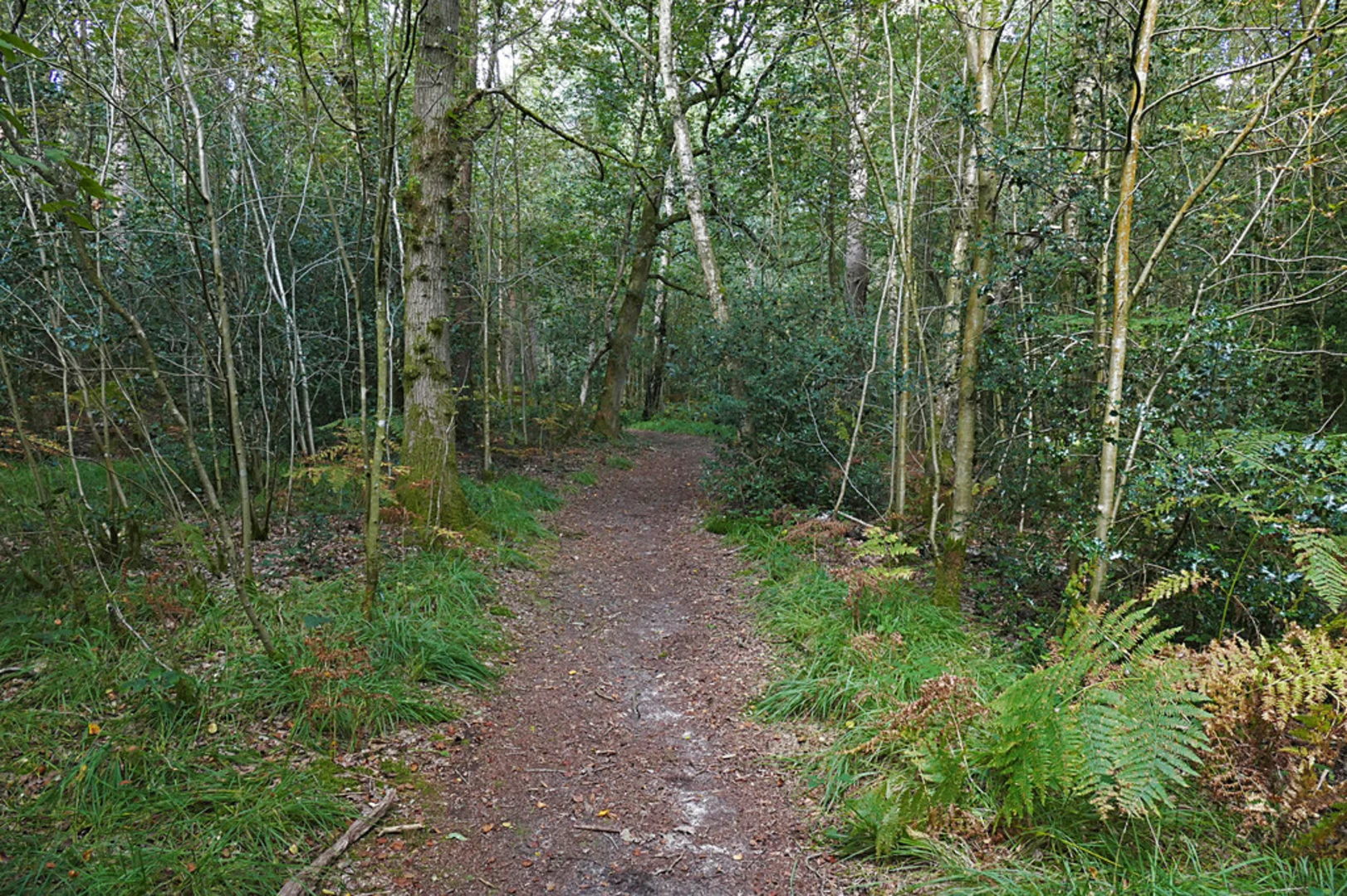 An image depicting the trail Finchampstead Ridges Loop and its surrounding area.