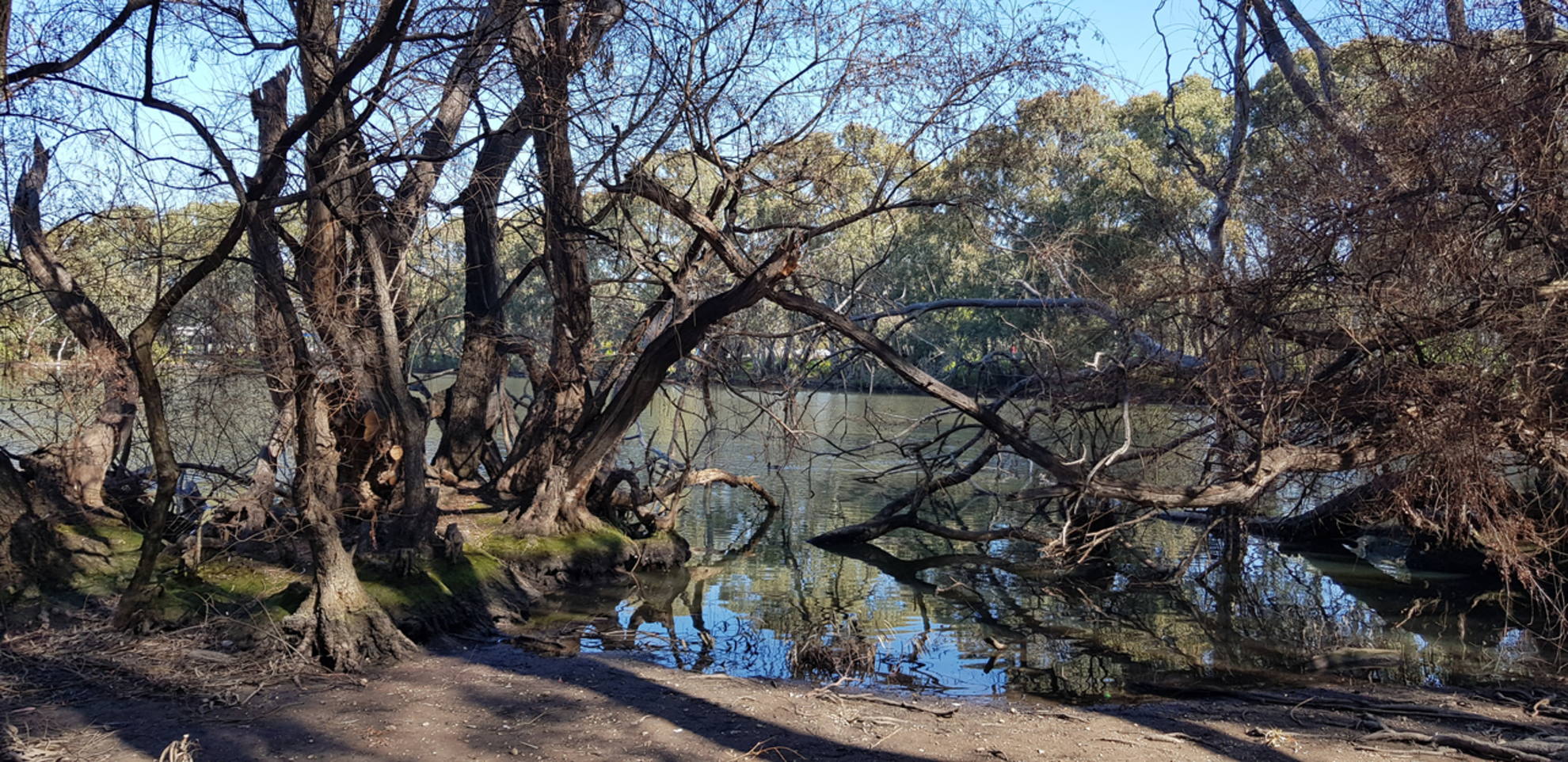 An image depicting the trail Wynn Vale Dam Circuit Track and its surrounding area.