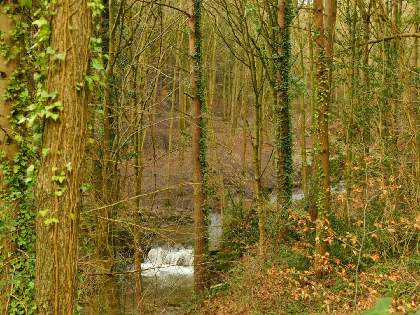 An image depicting the trail Spring Wood Loop and its surrounding area.