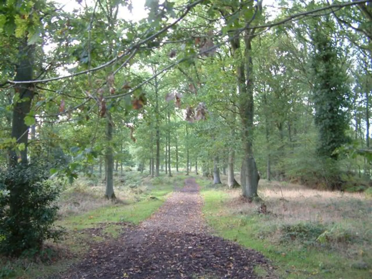 An image depicting the trail Pamber Forest Loop Walk and its surrounding area.