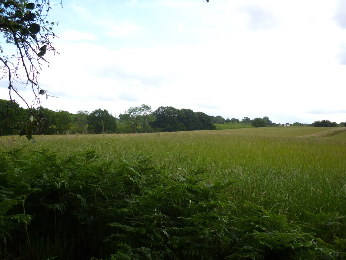 An image depicting the trail Cold Ash Short Wood Loop and its surrounding area.