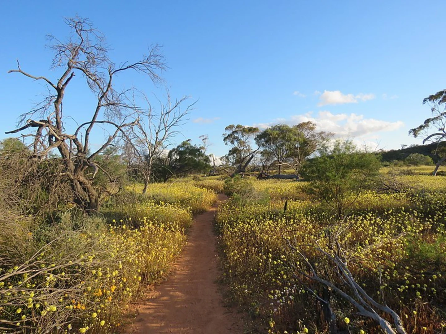 An image depicting the trail Plateau Loop Trail and its surrounding area.