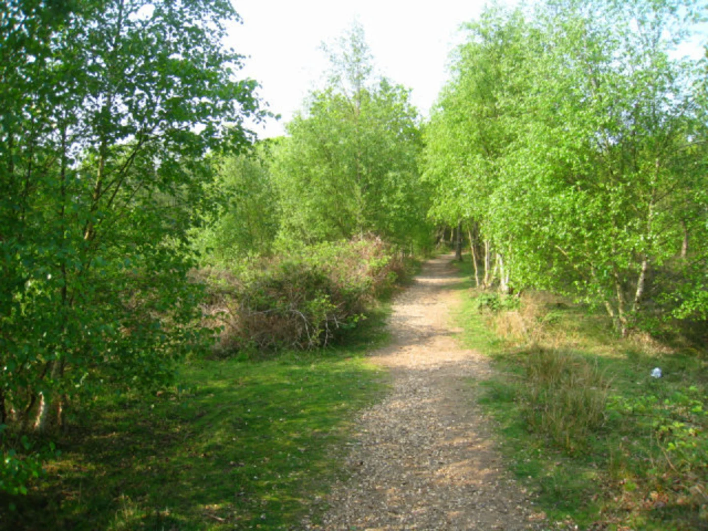 An image depicting the trail Snelsmore Common Country Park Loop and its surrounding area.