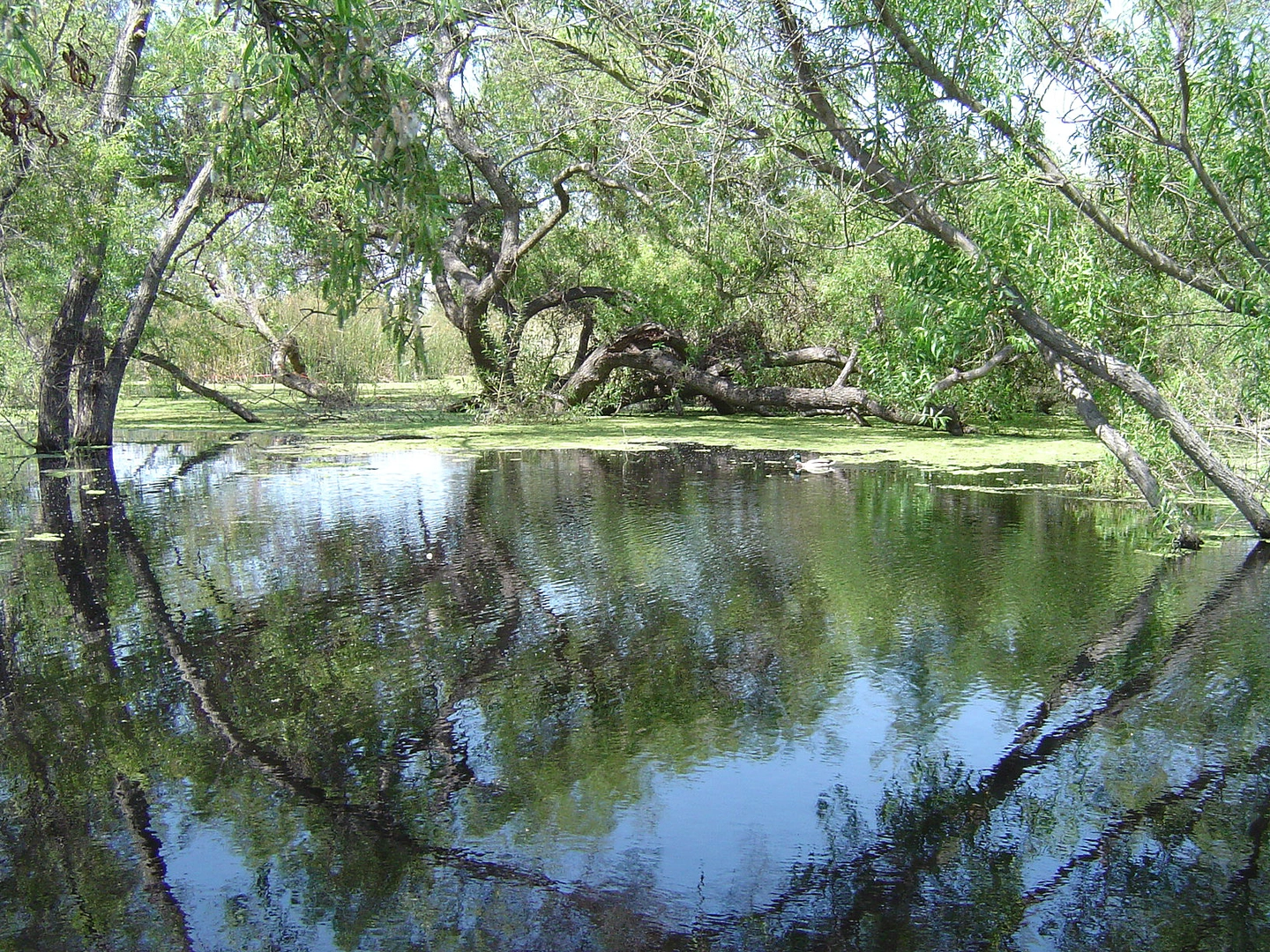 An image depicting the trail Madrona Marsh Nature Preserve Loop and its surrounding area.
