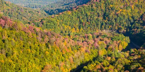 An image depicting the trail Old Loggers Path and its surrounding area.