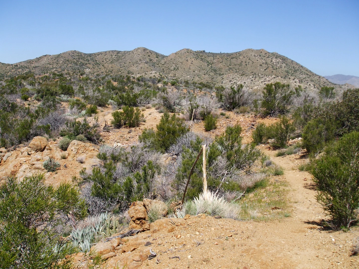 An image depicting the trail World Of Chaparral Trail and its surrounding area.