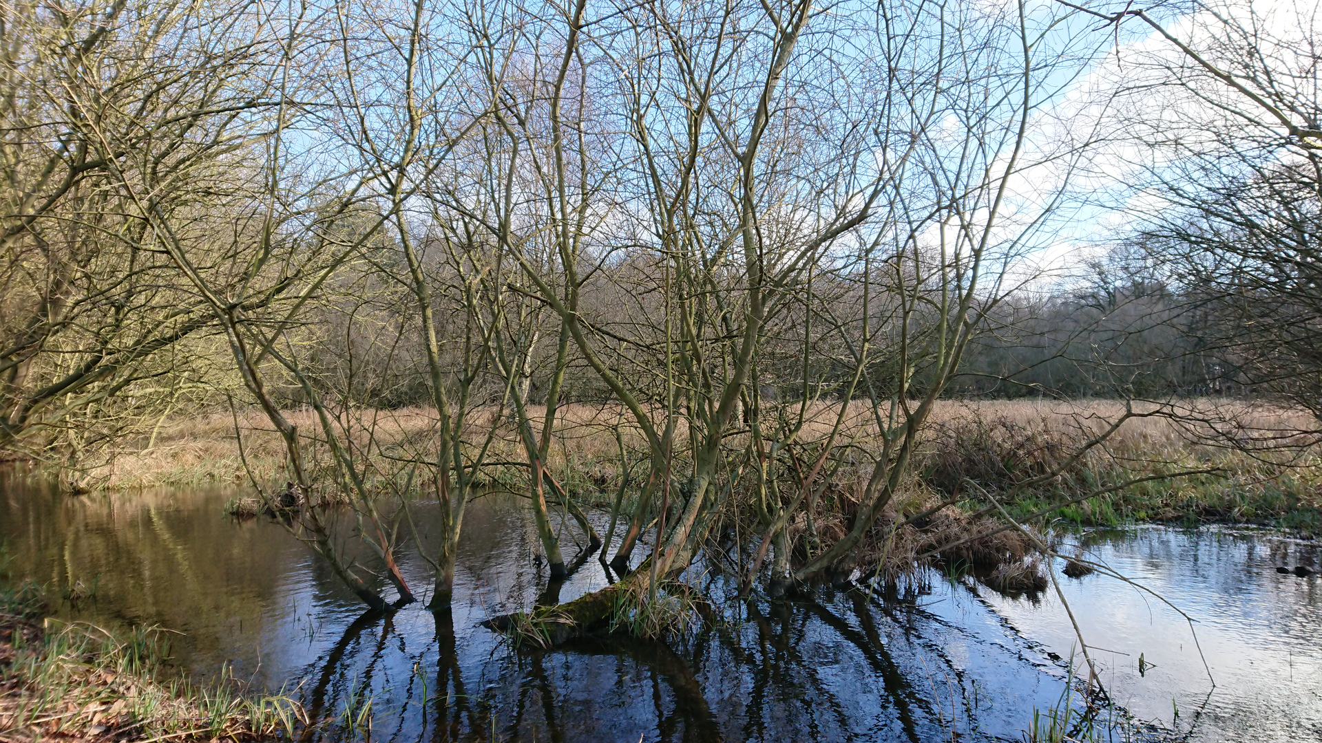 An image depicting the trail Cavenham Heath and Lark Valley from Mildenhall and its surrounding area.