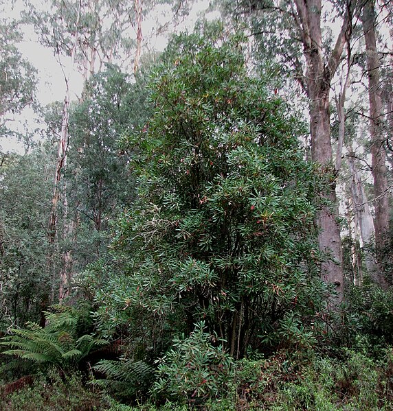 An image depicting the trail Errinundra National Park and its surrounding area.