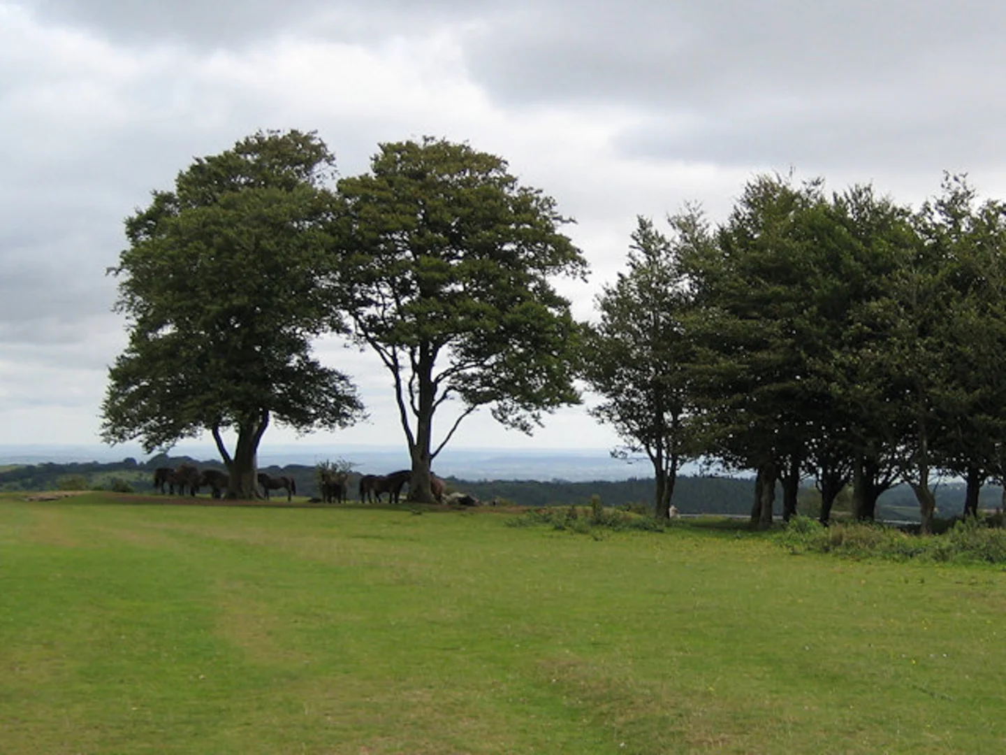 An image depicting the trail Old Plantation, Cothelstone Hill and Kiln Close and its surrounding area.