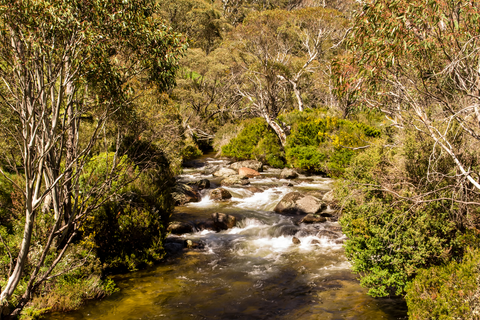 Thredbo River Track