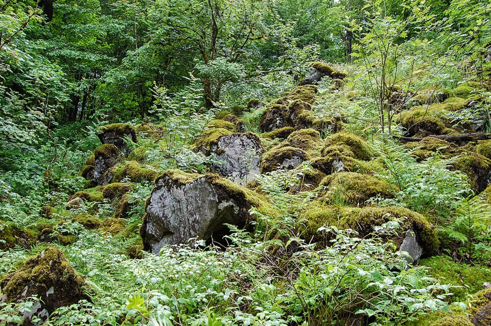 An image depicting the trail Taufstein, Geiselstein and Oberer Forellenteich - Flößerteich Loop and its surrounding area.